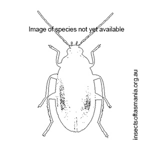 Austrocyphon fenestratus