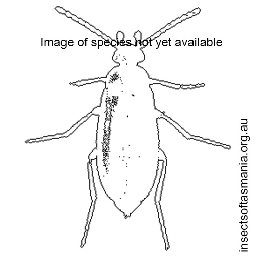 Species image