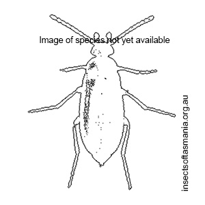 Xylophilostenus octophyllus