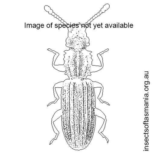 Species image