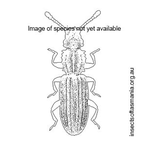 Silvanus unidentata