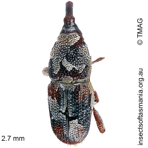 Species image