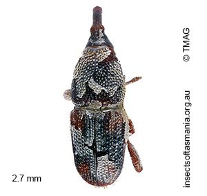Sitophilus oryzae