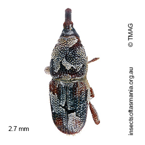 Sitophilus oryzae