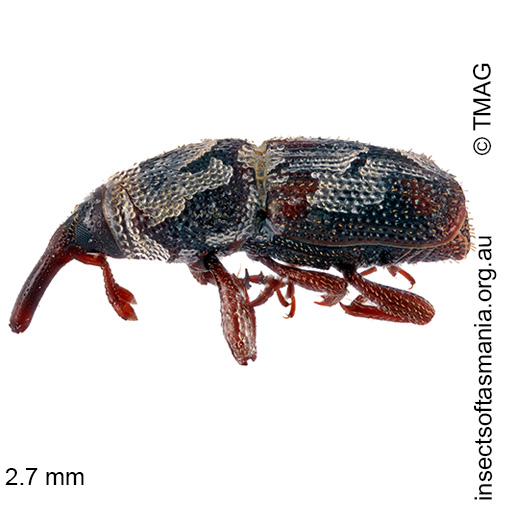 Species image