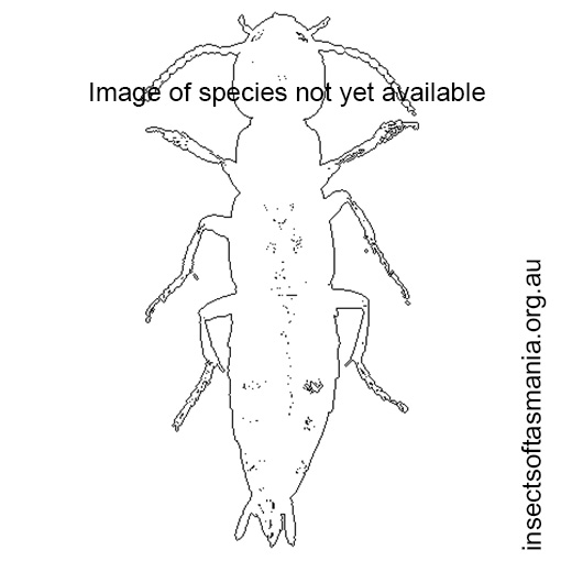 Species image
