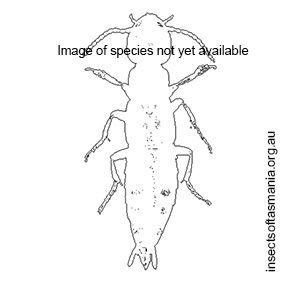 Agatyrus burckhardti