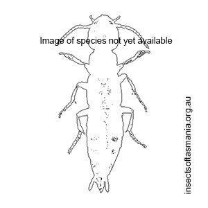 Alloproteinus ANIC Thayer sp nov