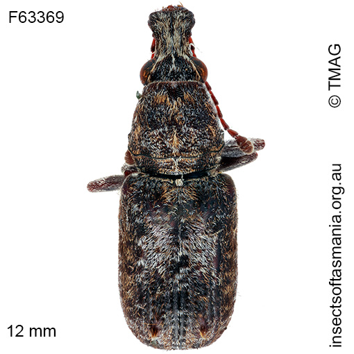 Species image