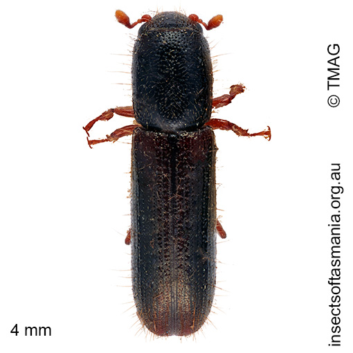 Species image