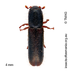 Teredolaemus leai