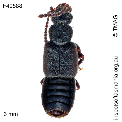 Species image