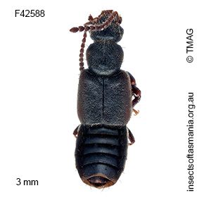 Teropalpus pictipes