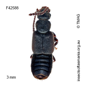 Teropalpus pictipes