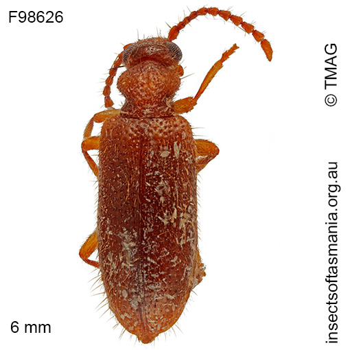 Species image