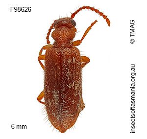 Trichananca victoriensis