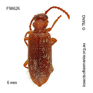 Trichananca victoriensis