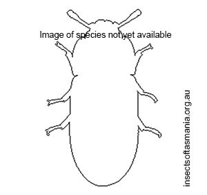 Necrobiopsis tasmanicus