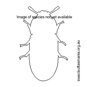 Peltonyxa australis