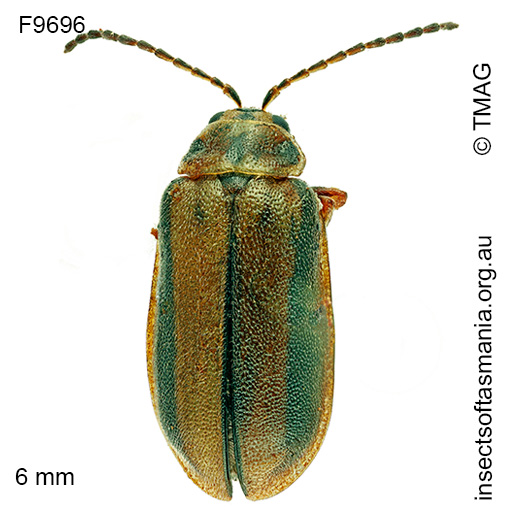Species image