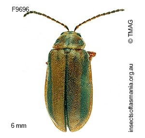 Xanthogaleruca luteola