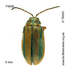 Xanthogaleruca luteola