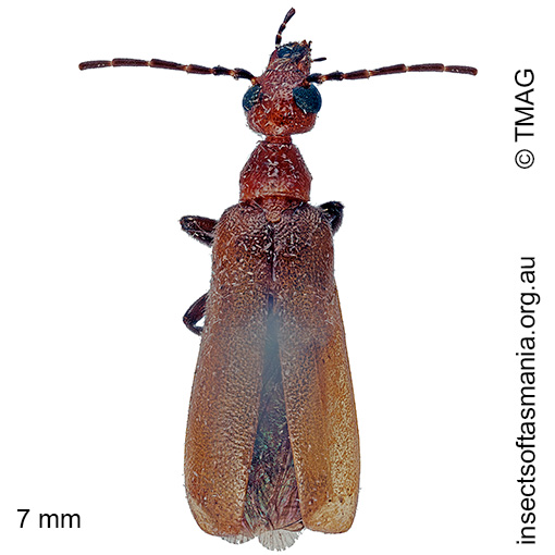 Species image