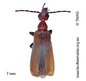 Nemognathini unplaced sp TMAG_F101079