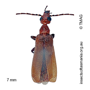 Nemognathini unplaced sp TMAG_F101079