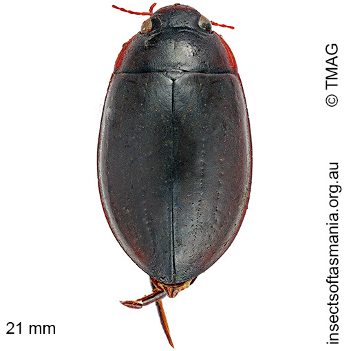 Species image