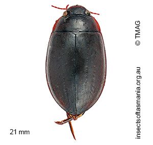 Hyderodes schuckardi