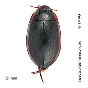 Hyderodes schuckardi