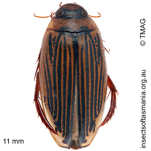 Species image