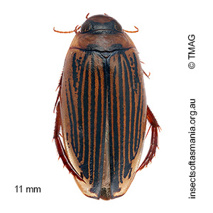 Lancetes lanceolatus