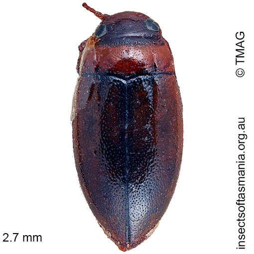 Species image