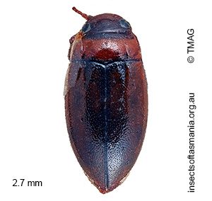 Limbodessus amabilis