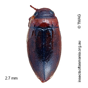 Limbodessus amabilis