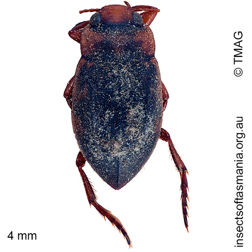 Species image