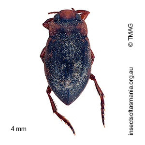 Necterosoma penicillatum