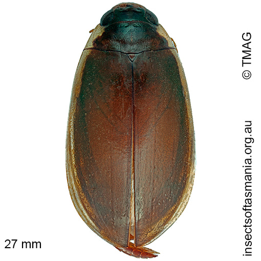 Species image