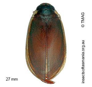 Onychohydrus scutellaris