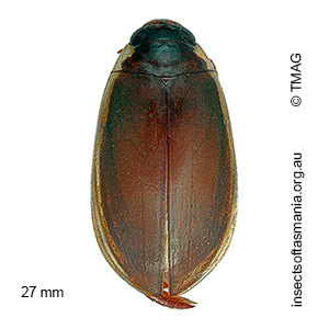 Onychohydrus scutellaris