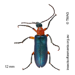 Palaestra cyanipennis