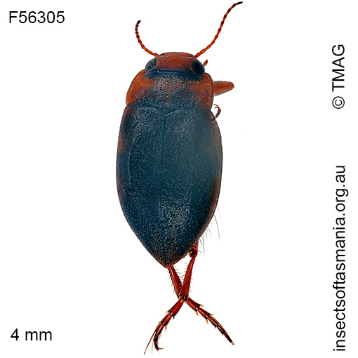 Species image