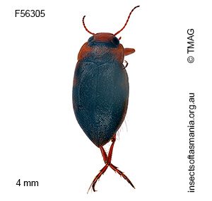 Sternopriscus meadfootii
