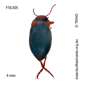 Sternopriscus meadfootii