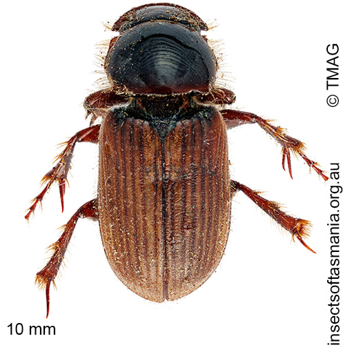 Species image