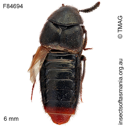 Species image