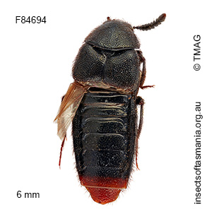 Aleochara haemorrhoidalis