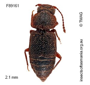 Anepius koebelei